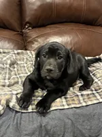 Cole, a male French Bulldog and Labrador Retriever for sale in North Dartmouth, MA – 2 of 3