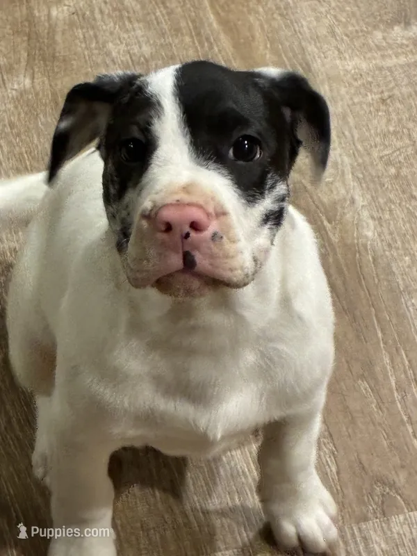 Nash – French Bulldog, Labrador Retriever puppy for sale in North Dartmouth, MA