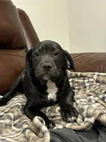 Jackson , a male French Bulldog and Labrador Retriever for sale in North Dartmouth, MA – 3 of 3