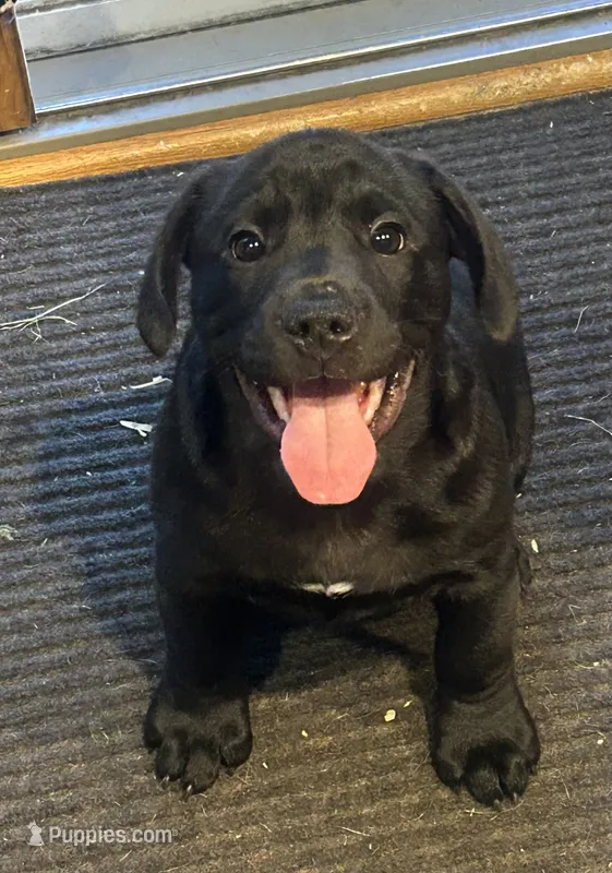 Cole – French Bulldog, Labrador Retriever puppy for sale in North Dartmouth, MA
