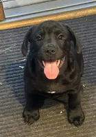 Cole, a male French Bulldog and Labrador Retriever for sale in North Dartmouth, MA – 1 of 3