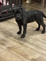 Pepper, a female French Bulldog and Labrador Retriever for sale in North Dartmouth, MA – 3 of 3