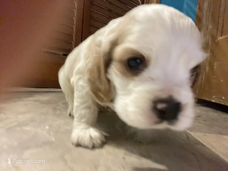 Noel – Cocker Spaniel puppy for sale in Pulaski, VA