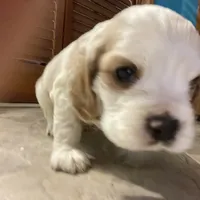 Noel, a female Cocker Spaniel for sale in Pulaski, VA – Photo 1 of 2