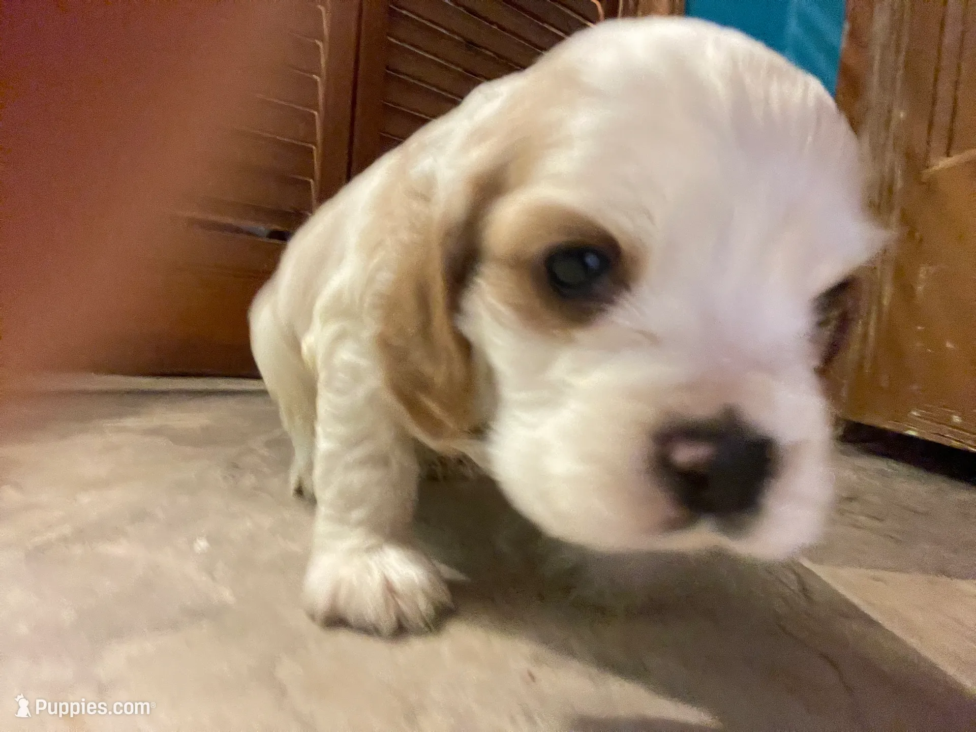 Noel, a female Cocker Spaniel for sale in Pulaski, VA – Photo 2 of 2