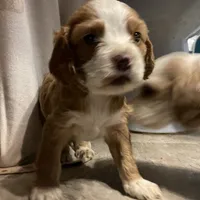 Holly, a female Cocker Spaniel for sale in Pulaski, VA – Photo 3 of 3