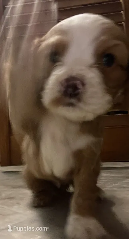 Holly – Cocker Spaniel puppy for sale in Pulaski, VA
