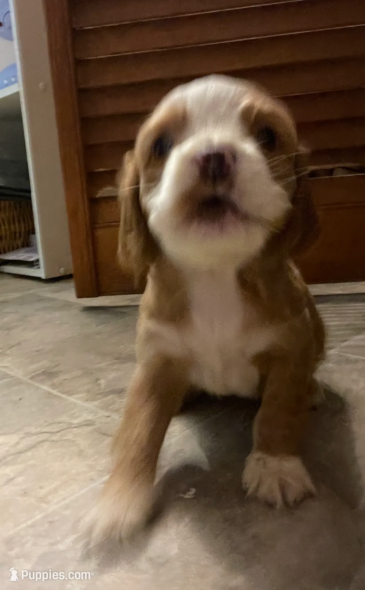 Holly, a female Cocker Spaniel for sale in Pulaski, VA – Photo 2 of 3