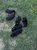 Blue Collar, a male Rottweiler for sale in Killeen, TX – Photo 4 of 4