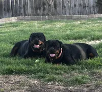 Blue Collar, a male Rottweiler for sale in Killeen, TX – Photo 2 of 4