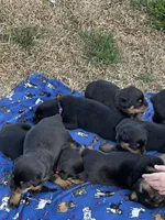 Blue Collar, a male Rottweiler for sale in Killeen, TX – Photo 3 of 4