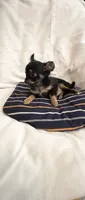 Tiny Tim, a male Chihuahua for sale in Spartanburg, SC – 5 of 6