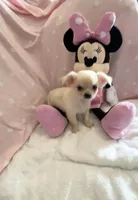 Tiny Pixie, a female Chihuahua for sale in Spartanburg, SC – 3 of 7