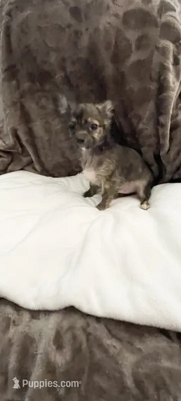 Little Teddy – Chihuahua puppy for sale in Spartanburg, SC