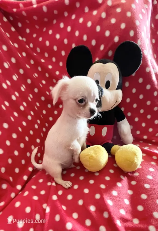 Little Prince – Chihuahua puppy for sale in Spartanburg, SC