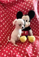 Little Prince, a male Chihuahua for sale in Spartanburg, SC – 1 of 6