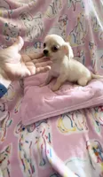 Little Paris, a female Chihuahua for sale in Spartanburg, SC – 6 of 7