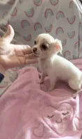 Little Phoebe, a female Chihuahua for sale in Spartanburg, SC – 3 of 4