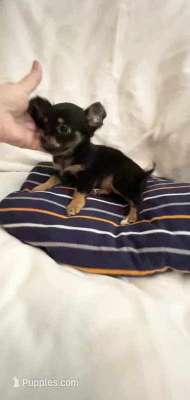Tiny Tim – Chihuahua puppy for sale in Spartanburg, SC
