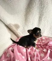 Tiny Trixie, a female Chihuahua for sale in Spartanburg, SC – 5 of 6