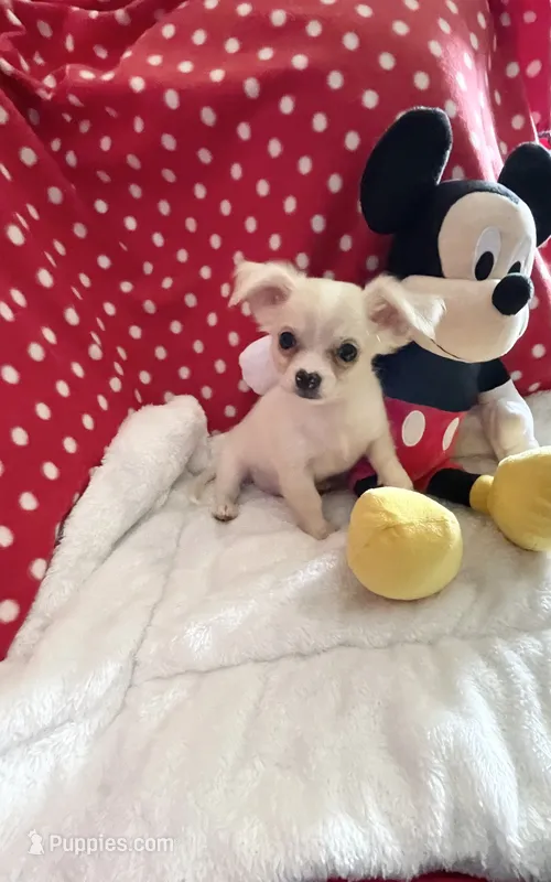 Little Peyton – Chihuahua puppy for sale in Spartanburg, SC