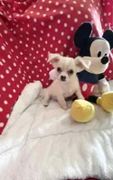 Little Peyton, a male Chihuahua for sale in Spartanburg, SC – 6 of 7