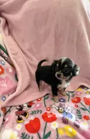 Tiny Paisley, a female Chihuahua for sale in Spartanburg, SC – 2 of 6