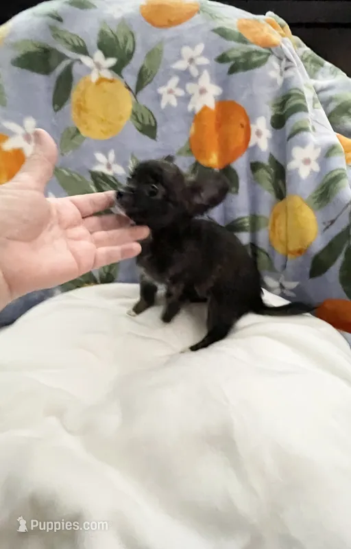 Tiny Tasha – Chihuahua puppy for sale in Spartanburg, SC