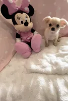 Tiny Pixie, a female Chihuahua for sale in Spartanburg, SC – 5 of 7