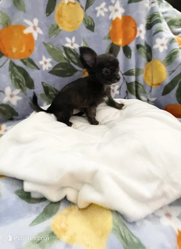Little Tasha – Chihuahua puppy for sale in Spartanburg, SC