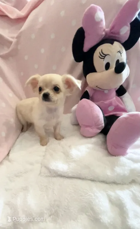 Tiny Pixie – Chihuahua puppy for sale in Spartanburg, SC