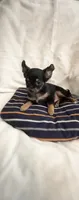 Tiny Tim, a male Chihuahua for sale in Spartanburg, SC – 6 of 6
