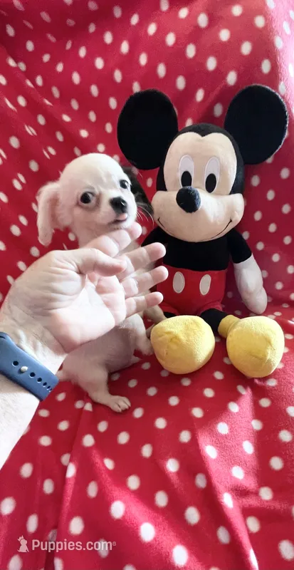 Little Prince – Chihuahua puppy for sale in Spartanburg, SC