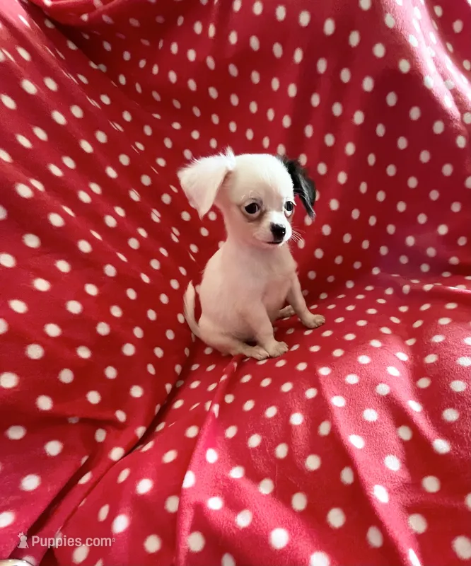 Little Prince – Chihuahua puppy for sale in Spartanburg, SC