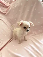 Tiny Princess Pixie, a female Chihuahua for sale in Spartanburg, SC – 6 of 7