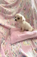 Little Paris, a female Chihuahua for sale in Spartanburg, SC – 3 of 7
