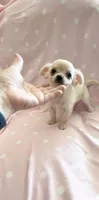Tiny Pixie, a female Chihuahua for sale in Spartanburg, SC – 2 of 7