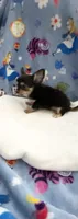 Tiny Snickers, a male Chihuahua for sale in Spartanburg, SC – 3 of 8