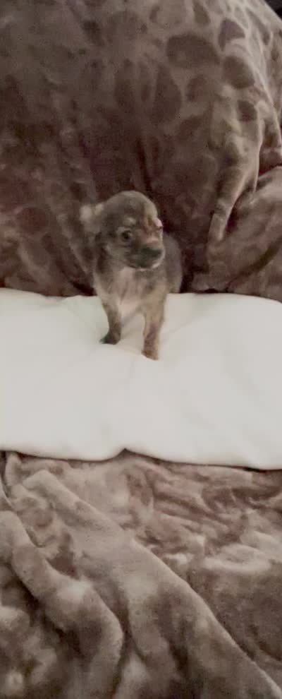 Little Teddy, a male Chihuahua for sale in Spartanburg, SC – 4 of 4