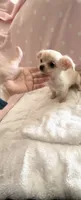 Tiny Princess Pixie, a female Chihuahua for sale in Spartanburg, SC – 4 of 7