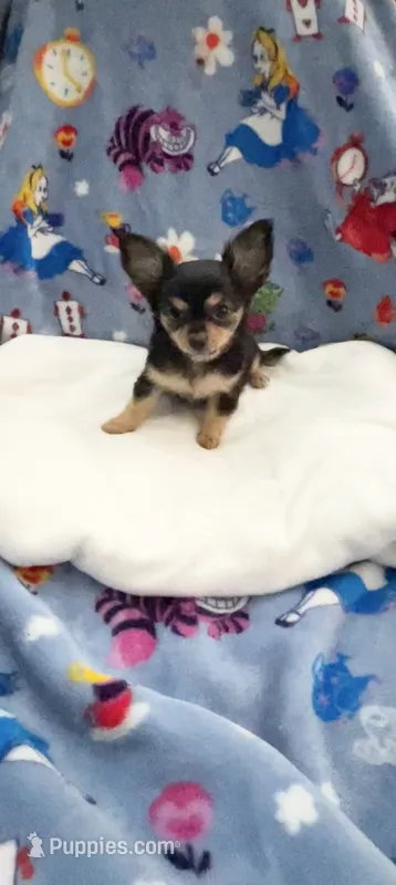 Tiny Snickers – Chihuahua puppy for sale in Spartanburg, SC