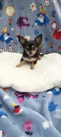 Tiny Snickers, a male Chihuahua for sale in Spartanburg, SC – 5 of 8