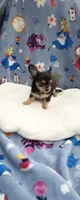 Tiny Snickers, a male Chihuahua for sale in Spartanburg, SC – 4 of 8