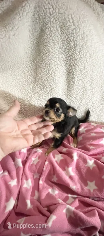 Tiny Trixie – Chihuahua puppy for sale in Spartanburg, SC