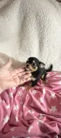 Tiny Trixie, a female Chihuahua for sale in Spartanburg, SC – 1 of 6