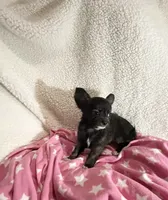 Little Tasha, a female Chihuahua for sale in Spartanburg, SC – 5 of 7