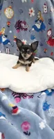 Tiny Snickers, a male Chihuahua for sale in Spartanburg, SC – 8 of 8
