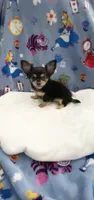 Tiny Snickers, a male Chihuahua for sale in Spartanburg, SC – 6 of 8