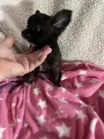 Little Tasha, a female Chihuahua for sale in Spartanburg, SC – 6 of 7