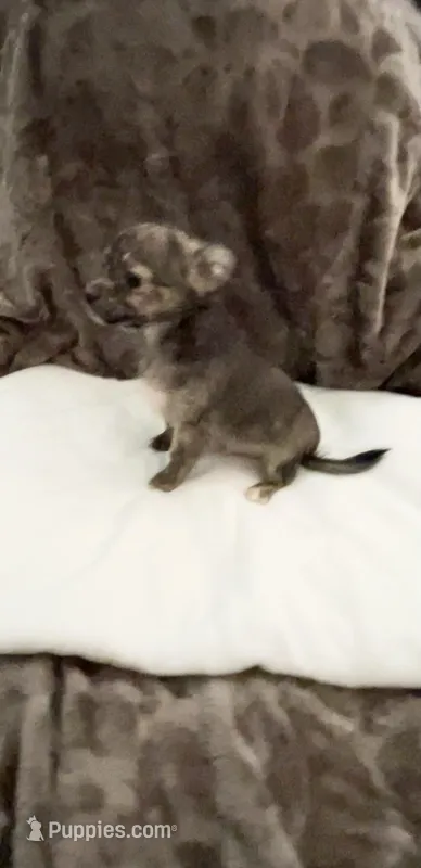 Little Teddy – Chihuahua puppy for sale in Spartanburg, SC